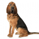 Spotlight Breed Bloodhound