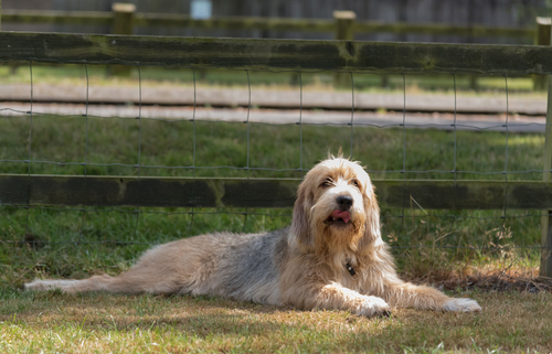 Spotlight Breed Otterhound