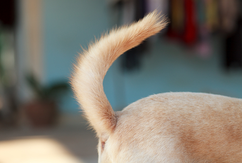 The Truth Behind Dog Tails!