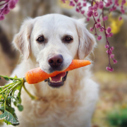 Tuesday’s Treat Carrot Cake Dog Treats