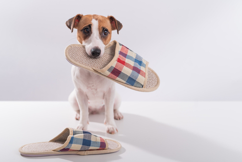 Why Does Your Dog Love Shoes