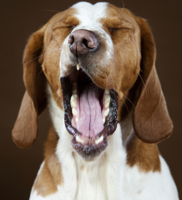 Why Does Your Dog Yawn