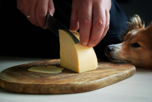 Can Your Dog Eat Cheese