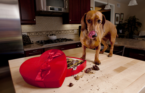 Help! My Dog Ate Chocolate