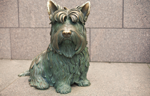 Most Popular Presidential Dogs in U.S. History