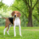 Spotlight Breed American Foxhound