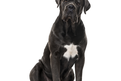 Spotlight Breed Cane Corso