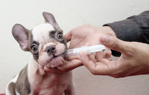 Tips for Giving Your Dog Their Pills