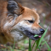 Why is My Dog Eating Grass