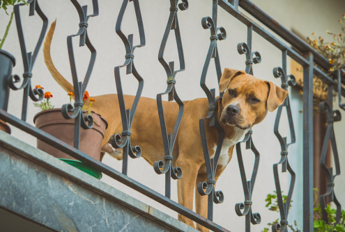 Dogs & Balconies – How to Make a Safe Space 