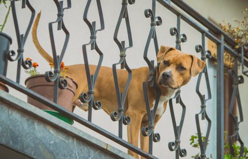 Dogs & Balconies – How to Make a Safe Space 