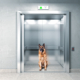 Navigating Elevators and Hallways with Your Dog 