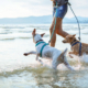 Safety Tips for Taking Your Dog to the Beach 