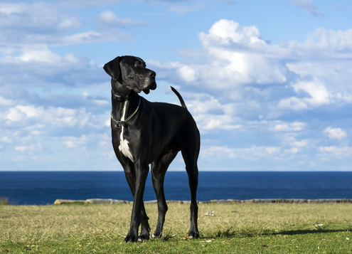 Spotlight Breed Great Dane 