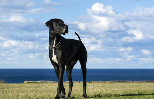 Spotlight Breed Great Dane 