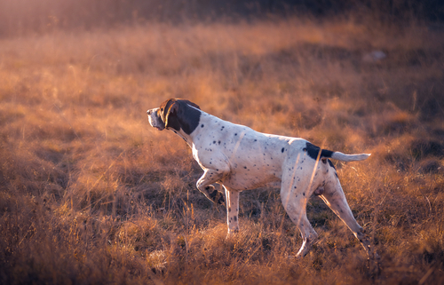 Spotlight Breed Pointer