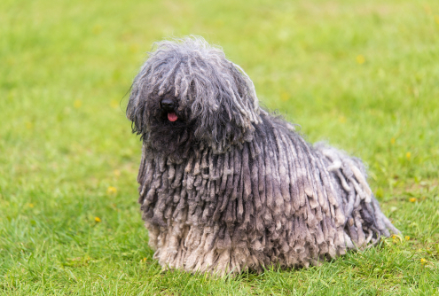 Spotlight Breed Puli  