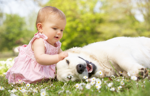 Training Tip  Introducing Dogs & Babies