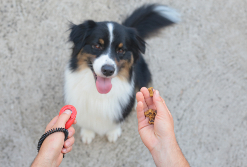 Training Tip Responding to Dog Names 