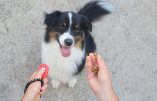 Training Tip Responding to Dog Names 