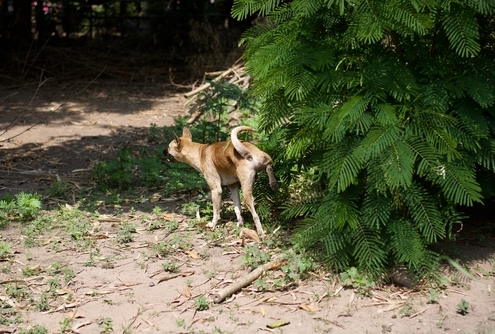 Why Do Dogs Scratch Ground After Peeing 