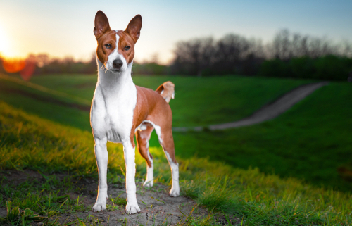 are basenjis protective