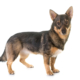 Spotlight Breed Swedish Vallhund 