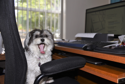 Bringing Your Dog to Work! 