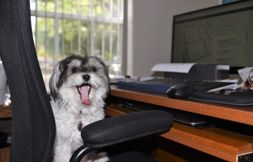 Bringing Your Dog to Work! 