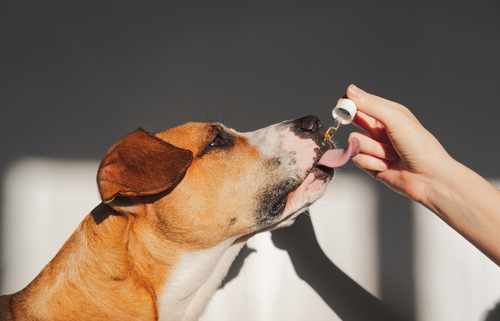 CBD Oil May Help with Dog Training