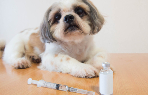 Diabetic Comas in Dogs