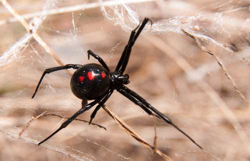 Help!  A Black Widow Bit My Dog  