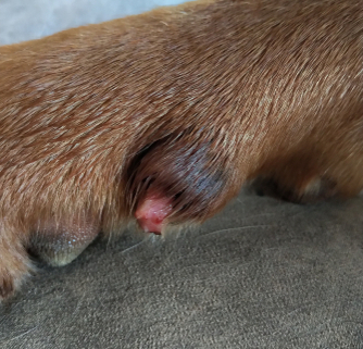 Help!  My Dog Broke A Nail 