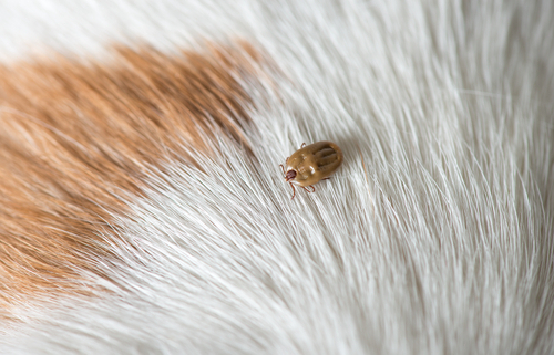 How to Prevent Dog Ticks 