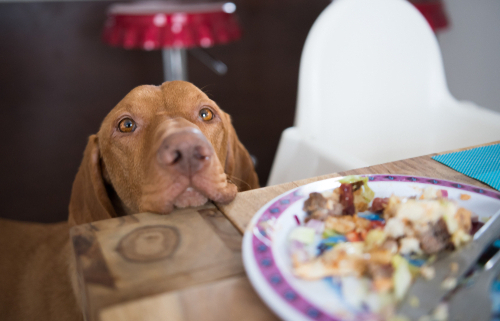 How to Stop Dog Begging at Last! 