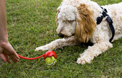 Interactive Dog Toys 