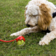 Interactive Dog Toys 