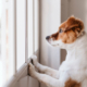 Leaving Your Dog Home Alone – Tips for Success 