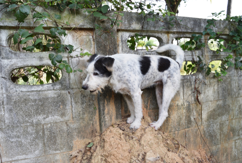 Prevent Your Dog from Escaping the Yard! 