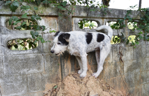 Prevent Your Dog from Escaping the Yard! 