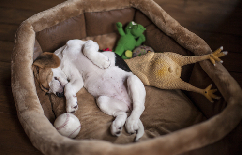 Puppy Beds 