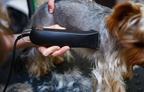 Shaving Your Dog – What You Need to Know