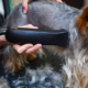 Shaving Your Dog – What You Need to Know