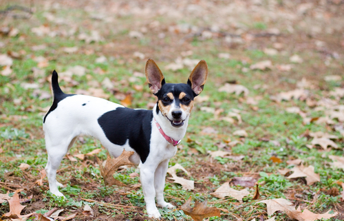 Spotlight Breed Rat Terrier