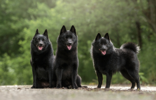 Spotlight Breed Schipperke 