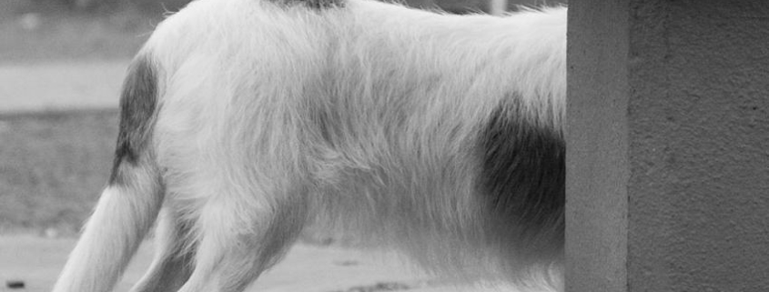 Things to Know If Your Dog Cannot Move Their Tail 