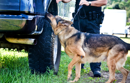 german shepherd police dog in action