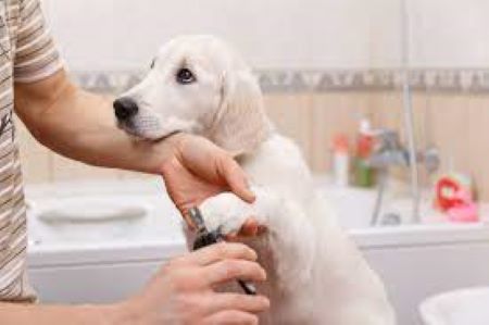 Dog Grooming at Home 