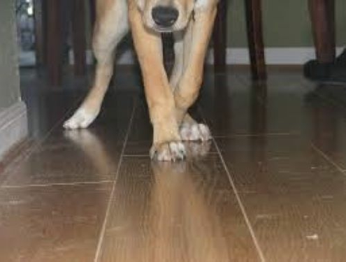 Dogs & Hardwood Floors 