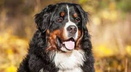 Spotlight Breed  Bernese Mountain Dog 